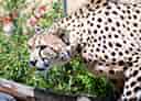 動物図鑑・チーター 1